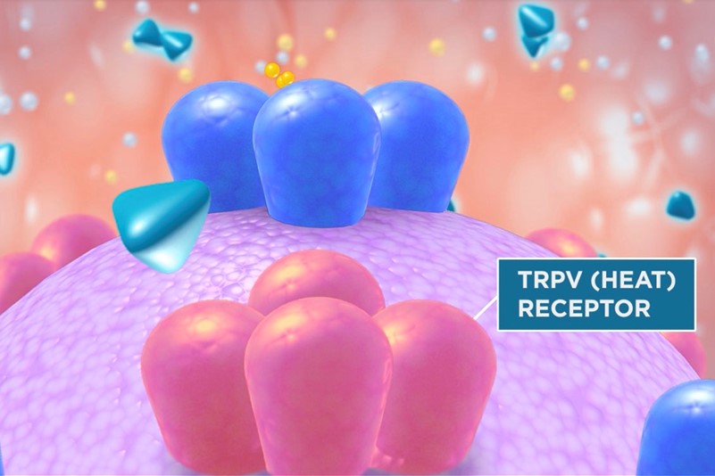 MOA video shows how Vicks vapors interact with TPRV receptors to create soothing relief.